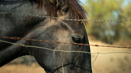 A beautiful horse standing behind a rusted metal barbed wire fence in a farm. Detailed portrait of horses in the enclosure with sad eyes lookingの写真素材