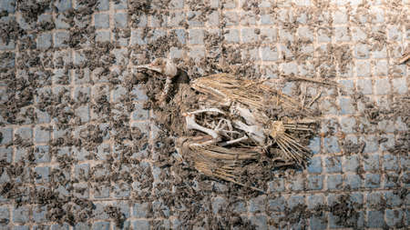 Dry carcass of dead common pigeon on a stone floor. Closeup dove skeleton on ground background. Bones skeletion of death bird due to pollution. Suffering nature and climate change.の写真素材
