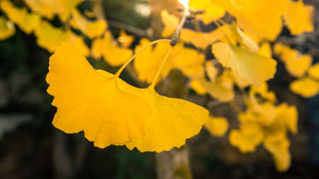 Close up of Ginkgo Biloba yellow leaves. Fresh and vibrant leave of Yin Xing tree. Natural foliage background. The maidenhair tree native to China has various uses in traditional medicine.の写真素材