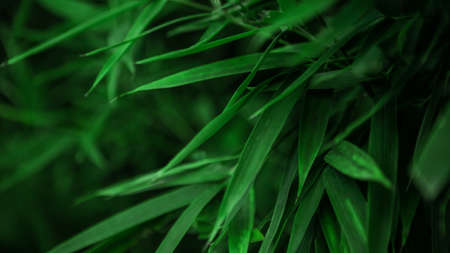 Closed up of asian bamboo wood forest, natural background. Horizontal design of fresh green bamboo...