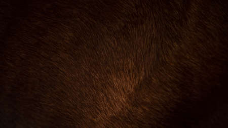 Animal hair of fur cow leather texture background. Abstract natural bull skin
