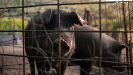 Healthy black iberian pork behind metallic mesh on a spanish livestock farm. Pig pushes its muddy snout through the fence in rural area. Meat industry conceptの写真素材