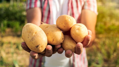 Organic vegetables. Fresh potatoes in the hands of male farmer. Man standing with potatoes while collecting harvest in field and showing his potato seedの写真素材