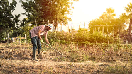 Farmer using hoe for picking potatoes in agricultural field. Male worker hoeing in agricultural farm. Harvesting fresh organic potatoes from soil. Man gathered potatoesの写真素材