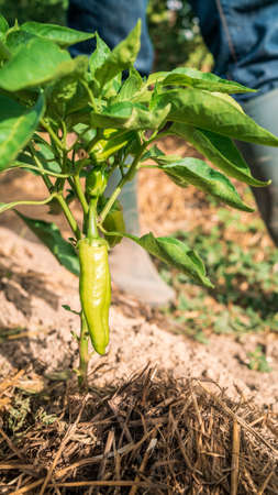 Bush of green pepper in the garden plantation. Beautiful bright peppers on a bush at farm....