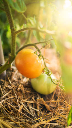 Bush of tomato in agricultural field. Harvesting fresh organic tomatoes on a bush at farm plantation. Appetizing fresh organic vegetables harvest in the garden for cooking. Agriculture farming.の写真素材