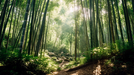Bamboo forest with beauty sunlight. Sunlight filters through the dense canopy of a tranquil bamboo forest, Generative AIの素材