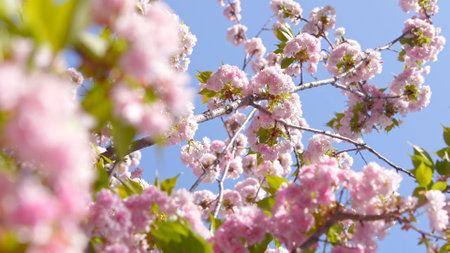 Beautiful pink cherry trees blooming extravagantly a nature scene park. Spring scenery of Japanese...