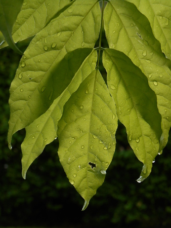 Wet leaves backlightの写真素材