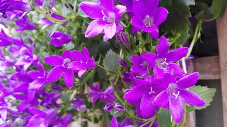purple flowersの写真素材