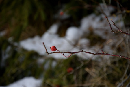 Red fruit on branch in autumnの写真素材