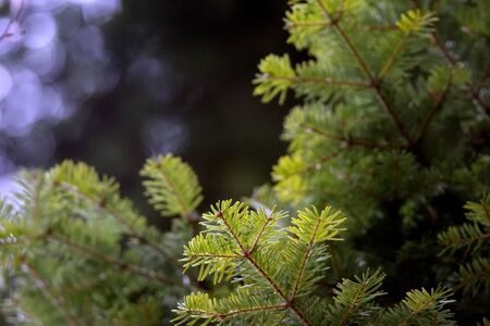 Closeup pine needlesの写真素材