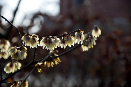 Calicanto flowers on a branchの写真素材