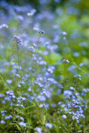 Vertical photo of blue field flowerの写真素材