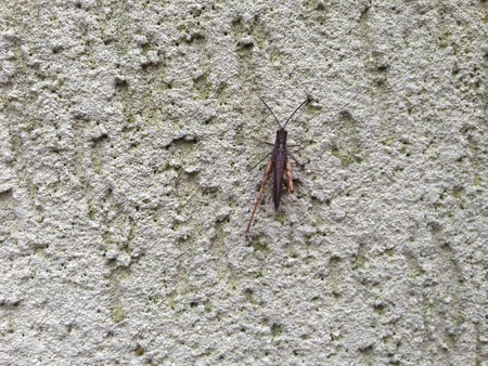 Horiszontal picture of grasshopper on the grey wallの写真素材