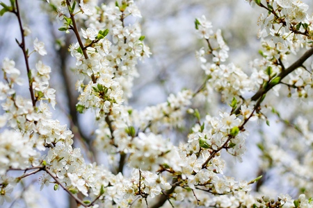 Abstract floral border of tree blossom