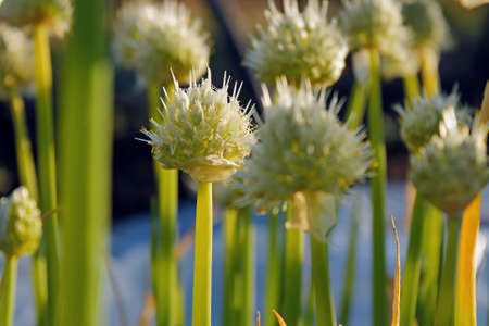 Sunny background with field flowersの写真素材