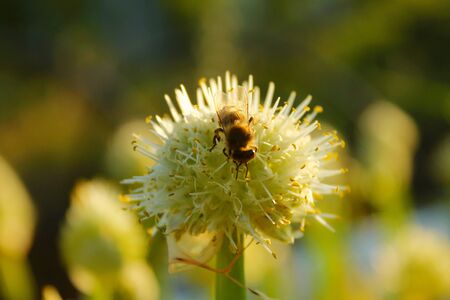 Sunny background with field flowersの写真素材