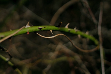 Green rose stem with yellow thornsの写真素材