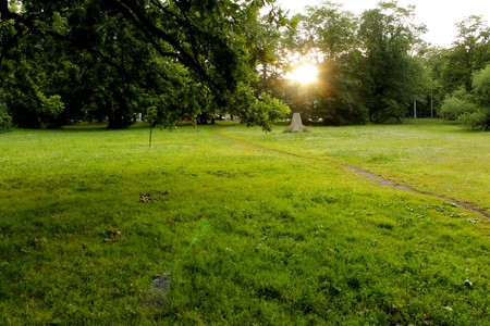 green forest background in a sunny dayの写真素材