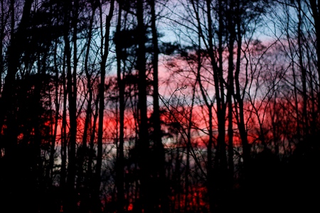 horizontal background of sunset sky behind the treesの写真素材