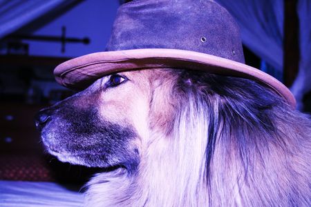 Dog with hatの写真素材