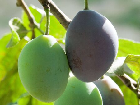 Plums on plum tree...の写真素材