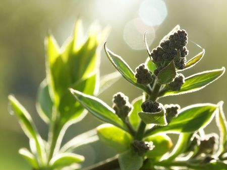 Young Lilac. Buds. Spring fresh leaves on the sunlight. Soft Focus.