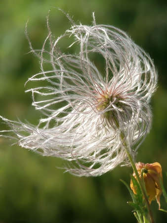 Dandelion & wind.