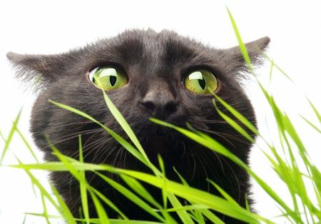 Black Cat. Grass not harms!?!の写真素材