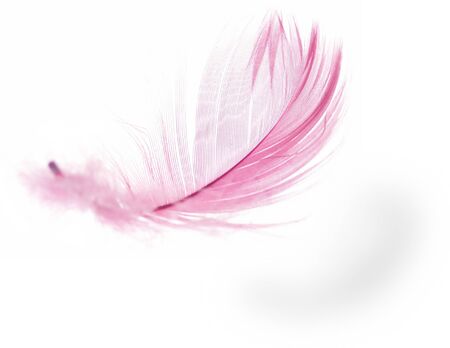 Pink Feather in soft-focus view. Close-Up. With white background - Isolated.の写真素材