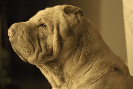  Portrait of Shar Pei Dog. Profile view.の写真素材