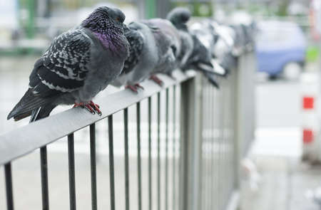 Doves of the city on the fence on the street.の写真素材