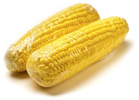 Two fresh ripe yellow corn on cobs with white background. Packed in plastic foil.の写真素材