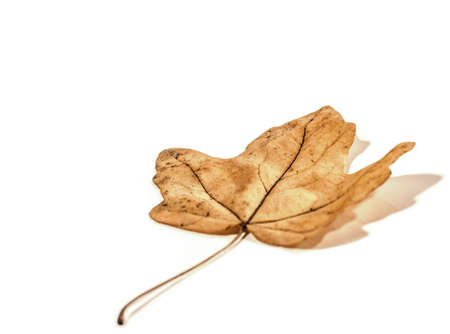 Autumn leaf isolated on white background.の写真素材
