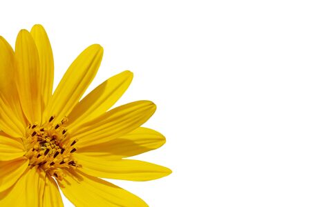 Sunflower - yellow flower, in corner isolated over the white background.  Free space to enter text or other illustration.の写真素材