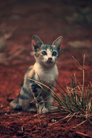 Why so seriousの素材