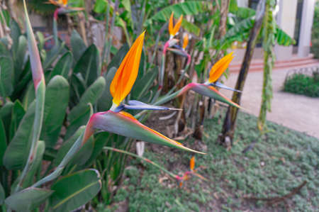 Royal botanic gardens victoria in Melbourne, Australia