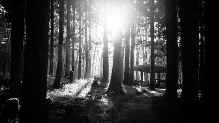 Sunset in the forest in summer, black and white photo.の写真素材