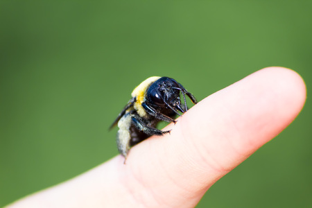 Carpenter bumble Bee sitting on a  handの写真素材