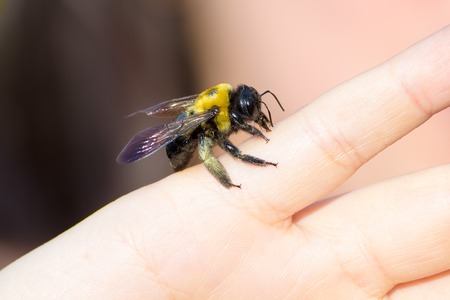 Carpenter bumble Bee sitting on a  hand
