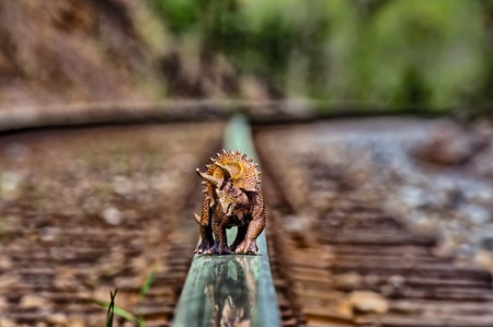 Brown triceratops walking on  rail road tracksの写真素材