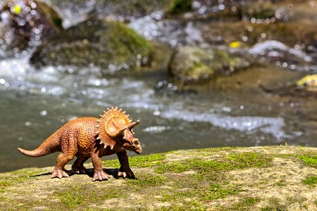 Triceratops walking on old rock with water in  backgroundの写真素材