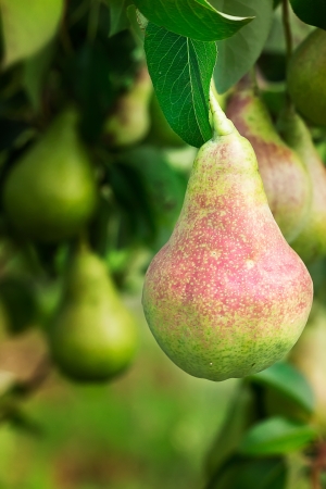 Pears on Treeの写真素材