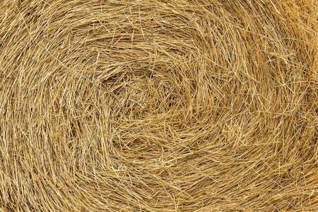 the texture of the hay after the harvestの写真素材