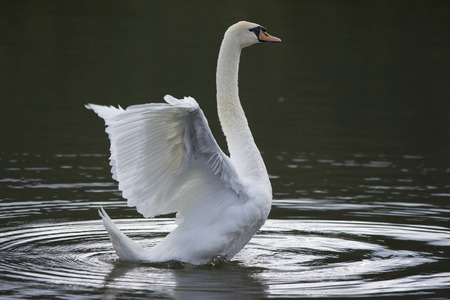 Beautiful wild bird swan swims in a lakeの写真素材