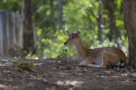 Young female deer hiding in the shade from the summer heatの写真素材