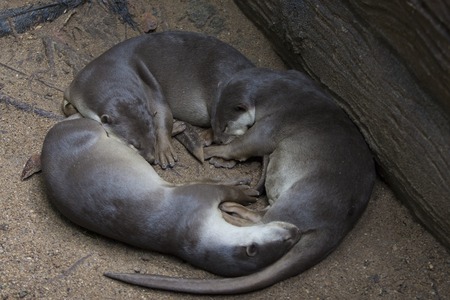 Tired otters sleep together, safe and warm.の写真素材