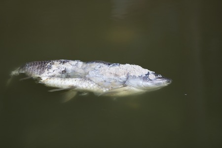 Dead rotten fish with worms inside looks disgusting and smells badの写真素材