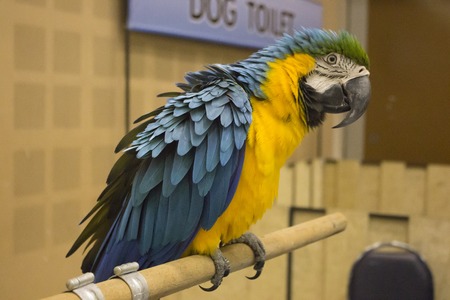 Color beautiful parrot Ara on pet showの写真素材